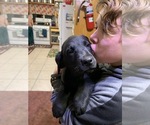 Small Photo #13 Labrador Retriever Puppy For Sale in CLEARWATER, ID, USA