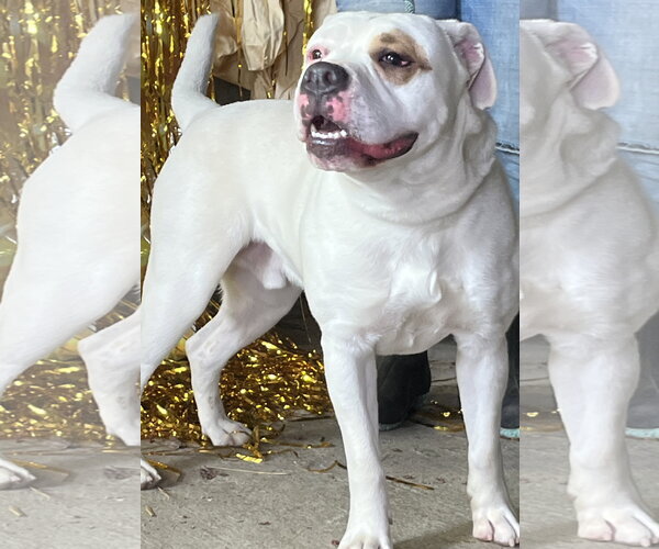 Medium Photo #2 American Bulldog Puppy For Sale in Crandall, GA, USA