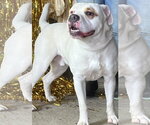 Small #1 American Bulldog