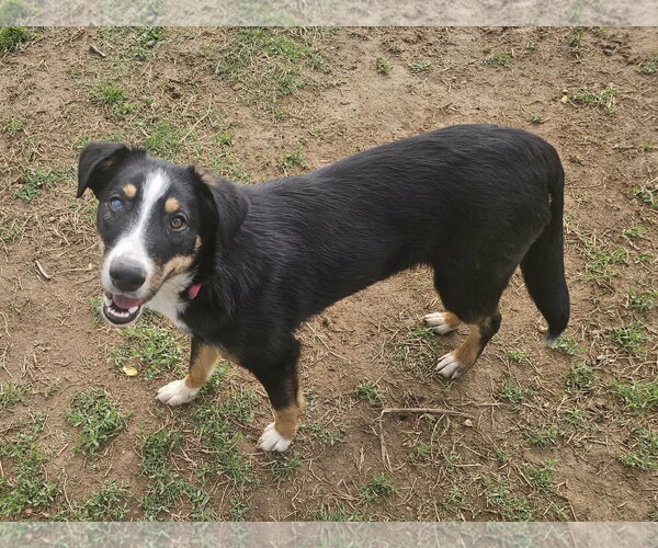 Medium Photo #2 Australian Shepherd-Unknown Mix Puppy For Sale in Cookeville, TN, USA