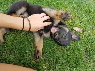German Shepherd Dog Puppy for sale in COLLEGE PLACE, WA, USA