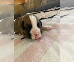 Small Photo #9 Boxer Puppy For Sale in WAUCHULA, FL, USA