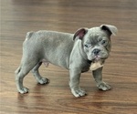 Puppy CLYDE French Bulldog