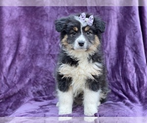Australian Shepherd Puppy for sale in LAKELAND, FL, USA