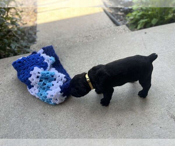 Medium Photo #9 Cane Corso Puppy For Sale in DELAWARE, OH, USA