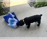 Small #8 Cane Corso