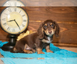 Small #3 Dachshund