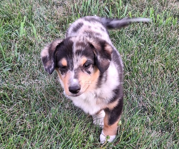 Medium Photo #2 Corgi-Aussie Puppy For Sale in FAIRVIEW, SD, USA