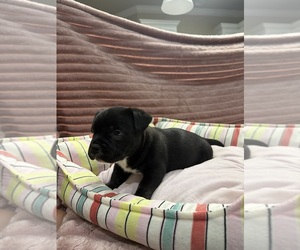 Medium American Bully-French Bulldog Mix