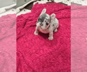 French Bulldog Puppy for sale in NORTH PORT, FL, USA