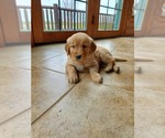 Small Photo #3 Golden Retriever Puppy For Sale in DAKOTA, MN, USA