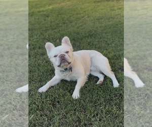 Father of the French Bulldog puppies born on 07/25/2026