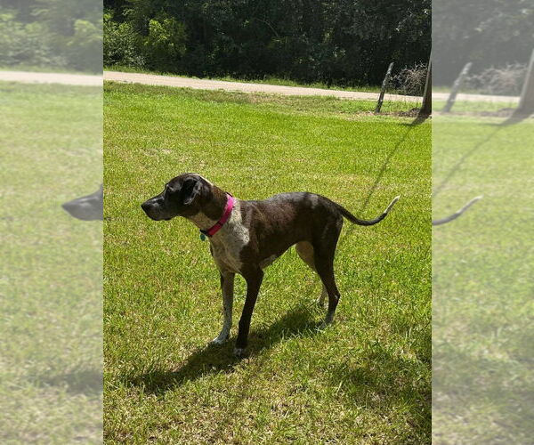 Medium Photo #2 German Shorthaired Pointer-Great Dane Mix Puppy For Sale in Bullard, TX, USA
