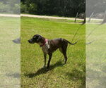 Small #1 German Shorthaired Pointer-Great Dane Mix