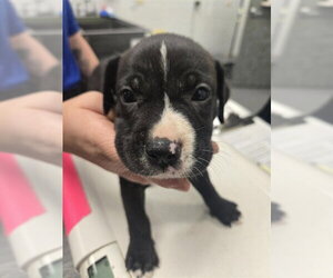 American Pit Bull Terrier-Unknown Mix Dogs for adoption in Corpus Christi, TX, USA