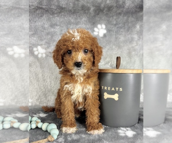 Medium Photo #2 Goldendoodle (Miniature) Puppy For Sale in INDIANAPOLIS, IN, USA