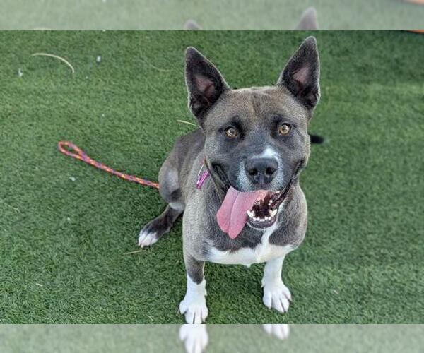 Medium Photo #1 Akita-Unknown Mix Puppy For Sale in Las Vegas, NV, USA