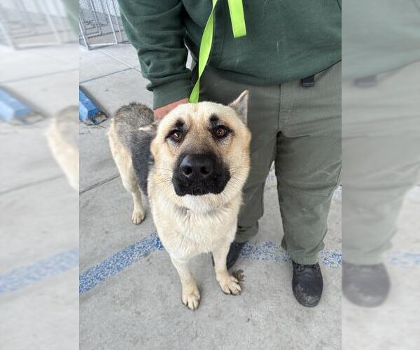 Medium Photo #1 German Shepherd Dog Puppy For Sale in Bakersfield, CA, USA