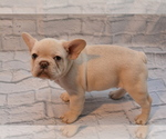 Small French Bulldog