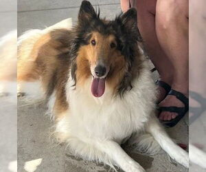 Collie Dogs for adoption in Dublin, OH, USA