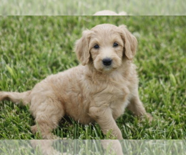 Medium Photo #2 Goldendoodle Puppy For Sale in MEMPHIS, MO, USA