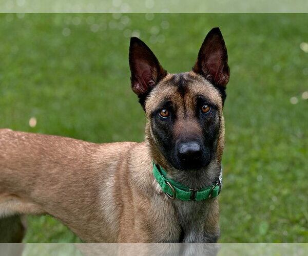 Medium Photo #9 Mutt Puppy For Sale in Stevens Point, WI, USA