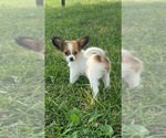 Small #1 Papillon