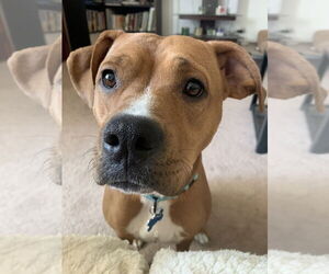 Arty - Female Boxer-Unknown Mix Dog for Adoption - Photo #2