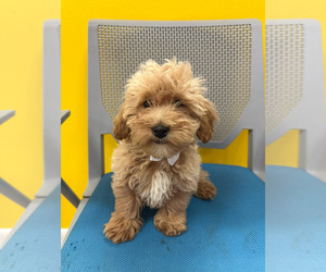 Bichpoo Puppy for sale in RANDOLPH, MA, USA