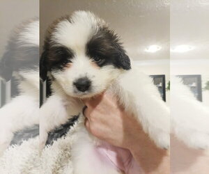 Anatolian Pyrenees Dogs for adoption in Holly Springs, NC, USA