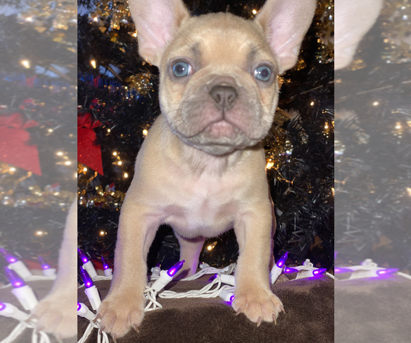 Medium Photo #2 French Bulldog Puppy For Sale in MOORE, OK, USA
