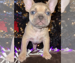 Small Photo #2 French Bulldog Puppy For Sale in MOORE, OK, USA