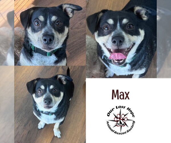 Medium Photo #1 Chiweenie Puppy For Sale in Princeton, British Columbia, Canada