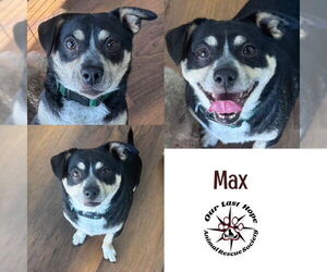 Chiweenie Dogs for adoption in Princeton, British Columbia, Canada