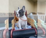 Small Photo #1 French Bulldog Puppy For Sale in VICTORVILLE, CA, USA
