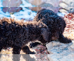 Small Photo #39 Spanish Water Dog Puppy For Sale in SIMLA, CO, USA