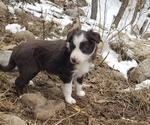 Small Border Collie