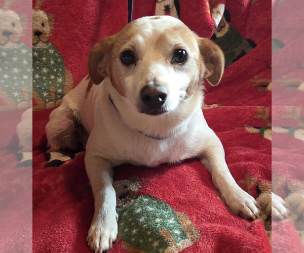 Medium Photo #4 Jack Russell Terrier-Unknown Mix Puppy For Sale in Decatur, GA, USA