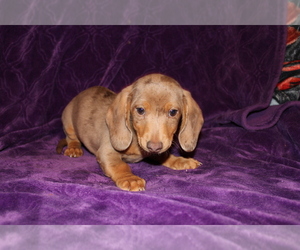 Dachshund Puppy for sale in BLOOMINGTON, IN, USA