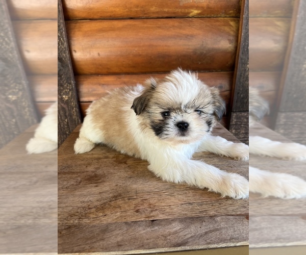 Medium Photo #6 Shiranian Puppy For Sale in SAINT AUGUSTINE, FL, USA