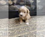 Small #4 Mal-Shi-Poodle (Miniature) Mix