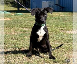 Labrador Retriever-Unknown Mix Dogs for adoption in Washington, DC, USA