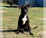 Lightning - Male Labrador Retriever-Unknown Mix Dog for Adoption - Small photo