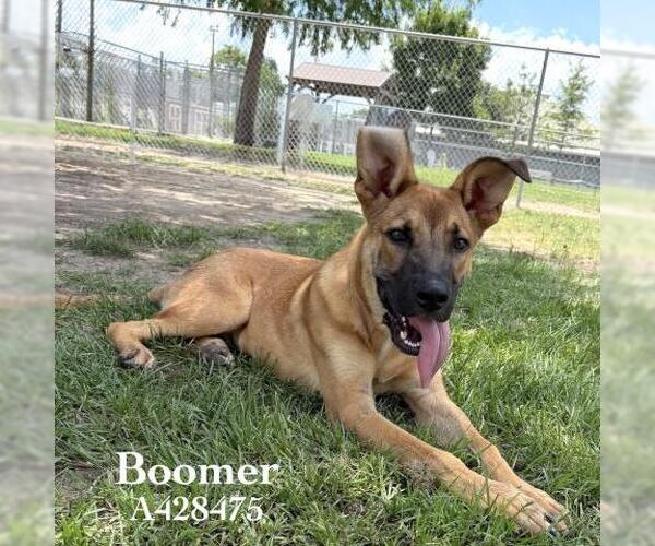 Medium Photo #2 German Shepherd Dog-Great Dane Mix Puppy For Sale in Conroe, TX, USA