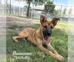 Small #1 German Shepherd Dog-Great Dane Mix