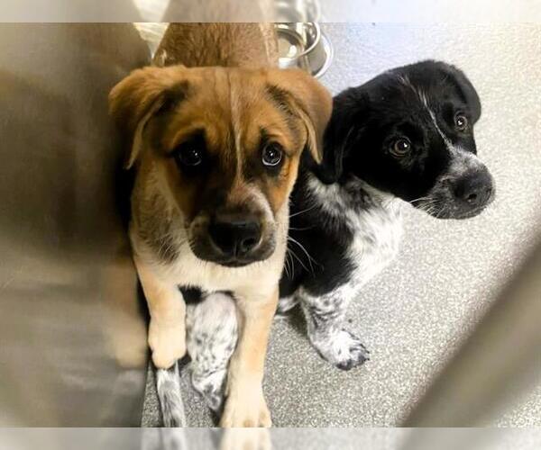 Medium Photo #1 Mutt Puppy For Sale in Orange, CA, USA