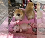 Small #5 Pomeranian