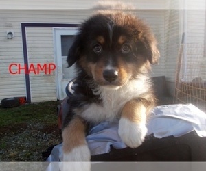 Australian Shepherd Puppy for sale in GLADE HILL, VA, USA