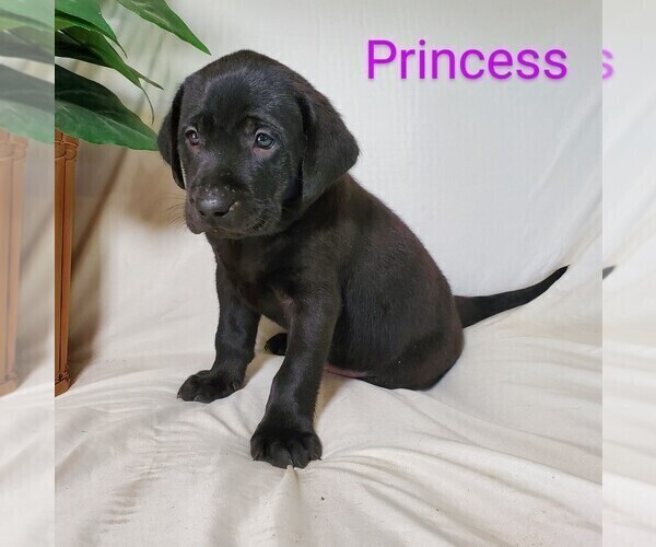 Medium Photo #2 Labrador Retriever-Rhodesian Ridgeback Mix Puppy For Sale in CATO, NY, USA