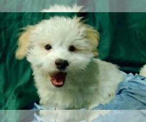 Havanese Puppy for sale in FENTON, MO, USA